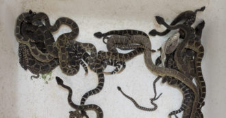 Copertina di Trova più di 90 serpenti a sonagli in casa: “4 ore per catturarli tutti, mai vista una cosa così”. Parla l’esperto che è intervenuto