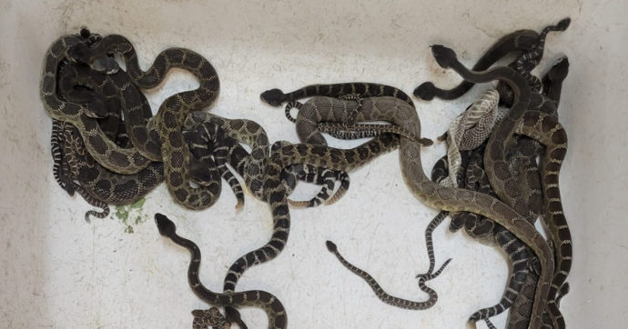 Trova più di 90 serpenti a sonagli in casa: “4 ore per catturarli tutti, mai vista una cosa così”. Parla l’esperto che è intervenuto