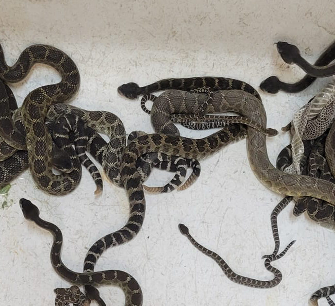 Trova più di 90 serpenti a sonagli in casa: “4 ore per catturarli tutti, mai vista una cosa così”. Parla l’esperto che è intervenuto