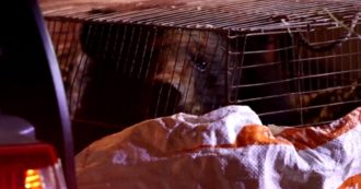 Copertina di Cucciolo di orso della luna salvato dai bracconieri: era rinchiuso in una gabbia per uccelli. Il video dal Vietnam