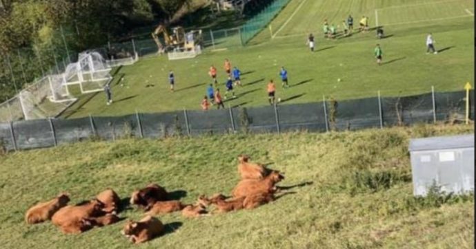 Domeniche Bestiali – Istinto animale: dalle mucche e i cinghiali sul terreno di gioco agli sputi da lama sulle scarpe dell’arbitro