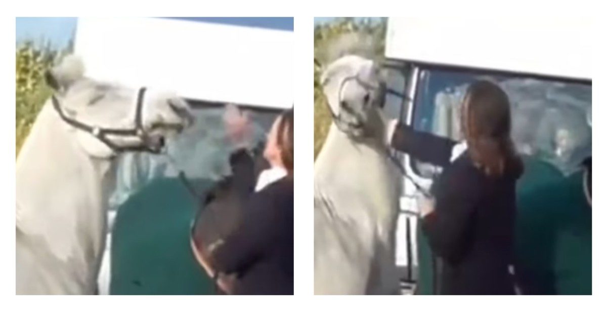 Picchia il suo cavallo con calci e pugni e il video fa il giro della rete: maestra sospesa da scuola e “minacciata di morte”