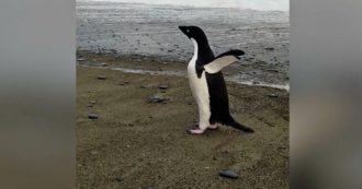 Copertina di Pingu, il lungo viaggio del pinguino di Adelia: ritrovato a 3mila chilometri da casa. L’incontro ravvicinato in Nuova Zelanda – Video
