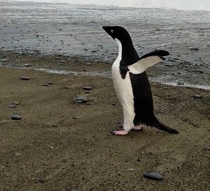 Pingu, il lungo viaggio del pinguino di Adelia: ritrovato a 3mila chilometri da casa. L’incontro ravvicinato in Nuova Zelanda – Video