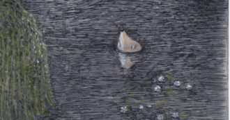 Copertina di “Povero Amleto”:  un testo critico degno del Bardo