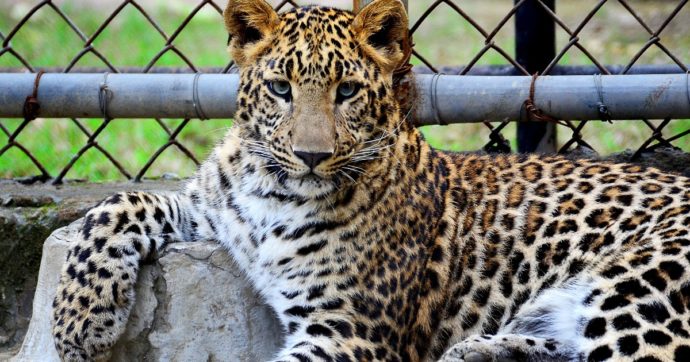 Tre “amati” leopardi delle nevi morti nello zoo per bambini: “Complicazioni dovute al Covid, perdita straziante”
