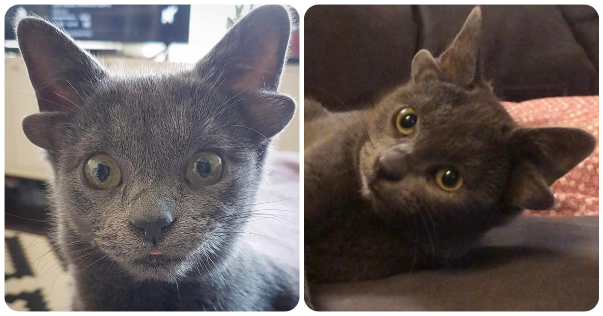 Midas, il gattino nato con 4 orecchie conquista il web: “Ha anche un’adorabile macchia a forma di cuore”