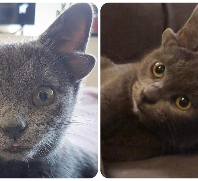 Midas, il gattino nato con 4 orecchie conquista il web: “Ha anche un’adorabile macchia a forma di cuore”