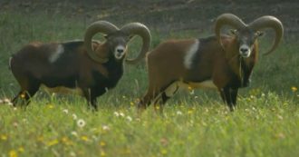 Copertina di Isola del Giglio, oltre 1,6 milioni di euro per abbattere i mufloni. Il Parco: “Specie aliena”. La Lav: “Danni irrisori negli ultimi 20 anni”