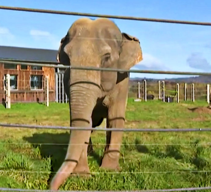 Francia, apre la prima “casa di riposo” in Europa per gli elefanti di zoo e circhi – Video