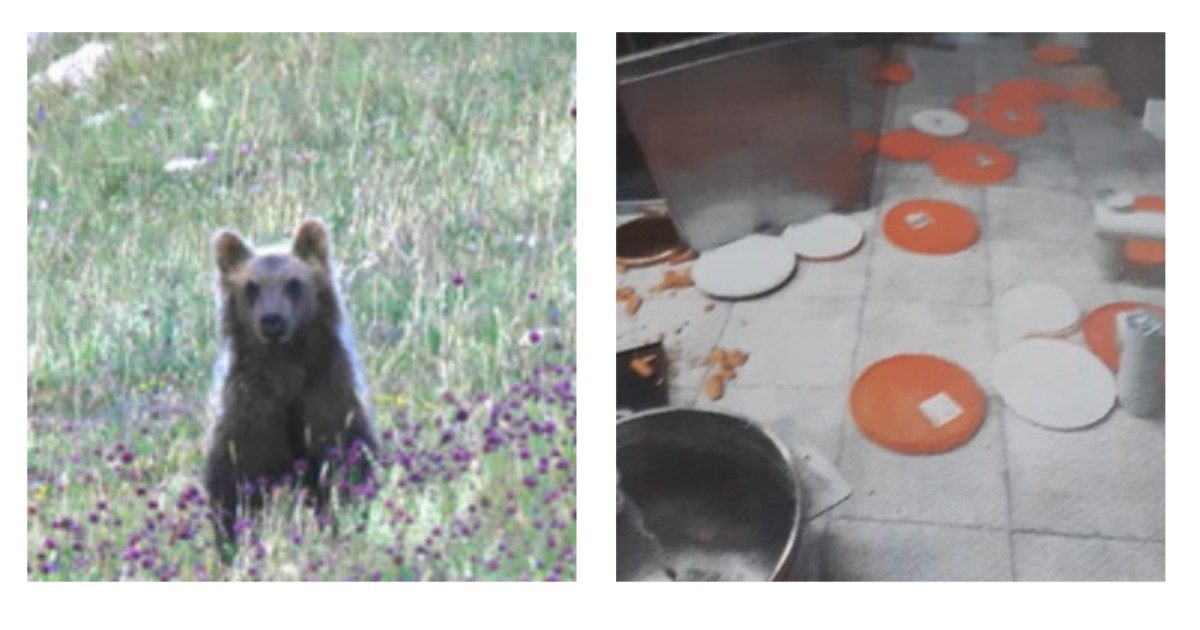 Catturato Juan Carrito, l’orso diventato una star dei social per le sue scorribande nel centro di Roccaraso: “Attirato con un’esca e narcotizzato”