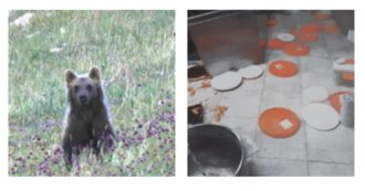 Copertina di Catturato Juan Carrito, l’orso diventato una star dei social per le sue scorribande nel centro di Roccaraso: “Attirato con un’esca e narcotizzato”