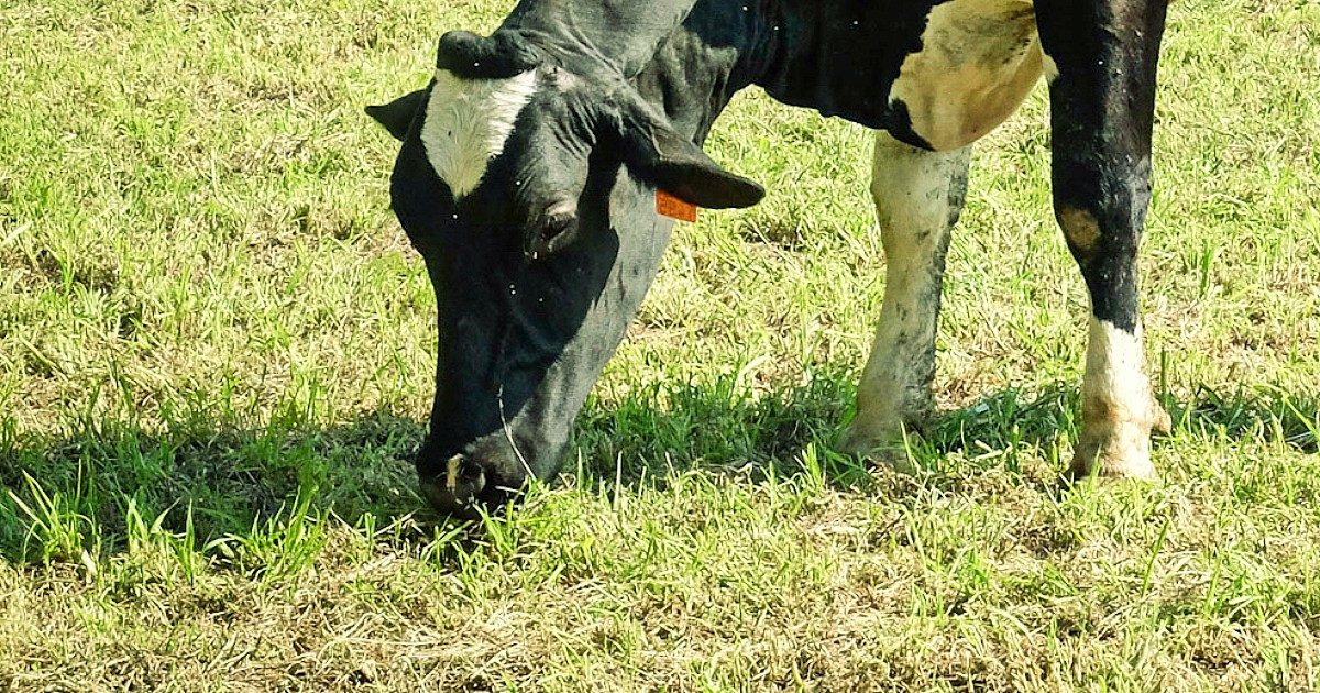 L’Alto Adige e il mistero del latte importato dall’estero: “Limitata la produzione degli allevatori locali, così le latterie acquistano da fuori a metà prezzo”