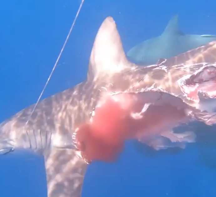 Squali cannibali sbranano uno squalo “zombie”: l’animale continua a cacciare nonostante il corpo dilaniato dai morsi