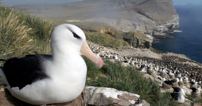 Acque più calde, meno cibo e “stress” riproduttivo: così il riscaldamento globale spinge l’albatros al “divorzio”