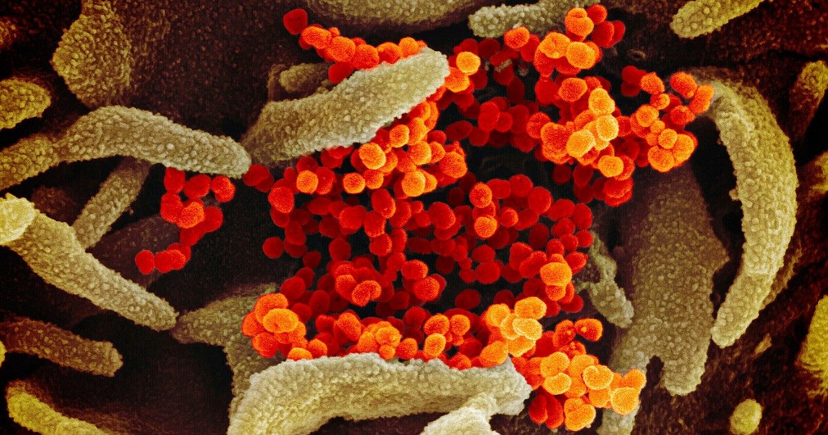 Covid, l’Oms battezza la nuova variante sudafricana Omicron: “Non più di interesse ma preoccupante. Aumento del rischio di reinfezione”