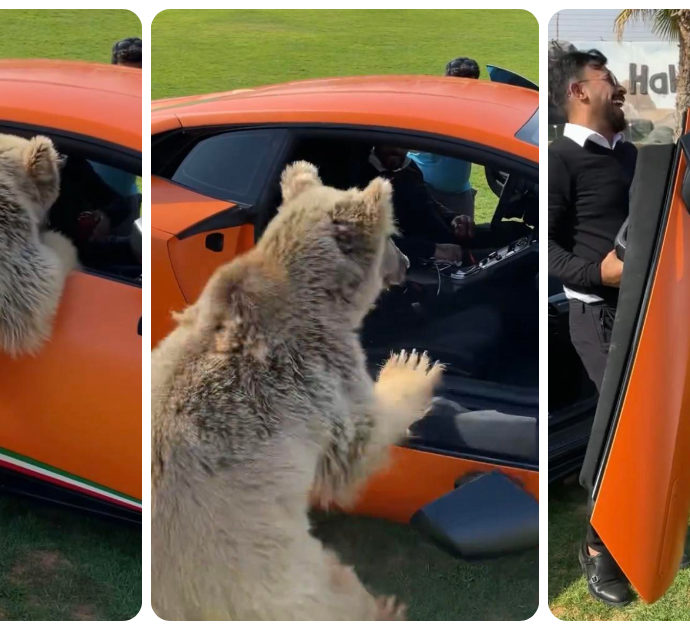 Orso si aggrappa alla portiera di una Lamborghini e la fa crollare: lo sceicco di Dubai reagisce così – VIDEO