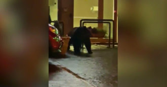 Juan Carrito, l’orso si aggira nel centro di Roccaraso alla ricerca di cibo – Video