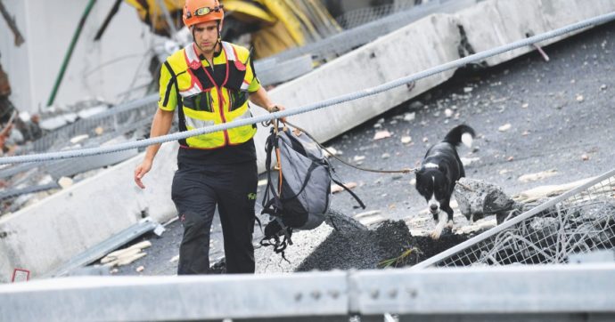 Copertina di Morandi, i cani-soccorso stanno morendo. L’Usb: “Esposti all’amianto”. Indagano i pm