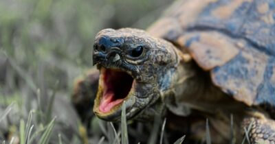 Copertina di Tartaruga azzannatrice avvistata alle porte di Roma: è il secondo esemplare. L’esperto: “Ne arriveranno altre”