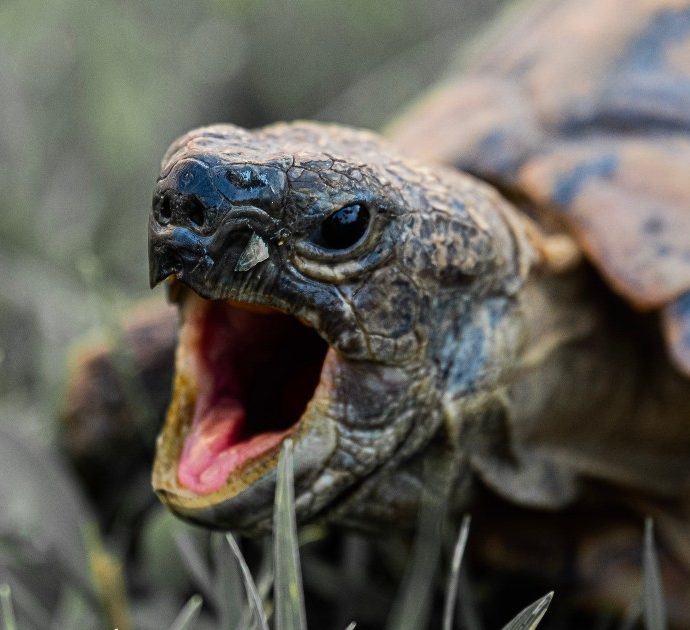 Mangiano carne di tartaruga avvelenata: sette morti tra cui un bimbo di tre anni