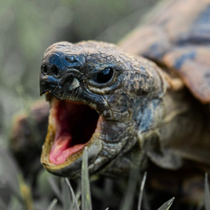 “Piuttosto che accoppiarsi e subire stupri di gruppo, si lanciano dalla scogliera”: l’incredibile storia delle tartarughe femmine dell’Isola di Golem Grad