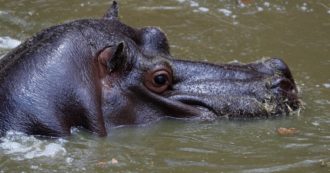 Copertina di Due ippopotami positivi al Covid in uno zoo del Belgio: “Primo contagio in questa specie”