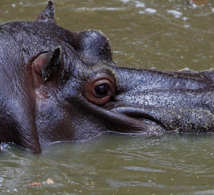 Due ippopotami positivi al Covid in uno zoo del Belgio: “Primo contagio in questa specie”