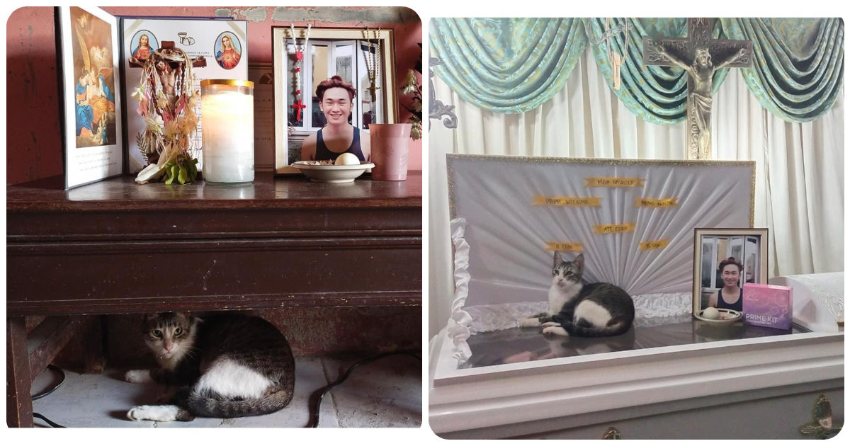 Gatto si accoccola sulla bara del padroncino 19enne per tutta la durata del funerale: “Pensava che stesse dormendo”, le parole toccanti della sorella