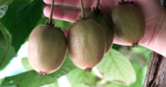 Domeniche Bestiali – L’arbitro colpito da un kiwi acerbo in Liguria: sconfitta a tavolino. E il pallone del club scozzese finisce in Olanda