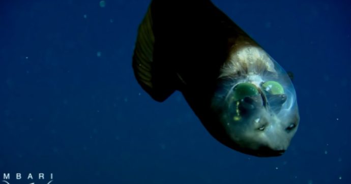 L’incredibile pesce filmato dai ricercatori nelle profondità degli abissi: le immagini