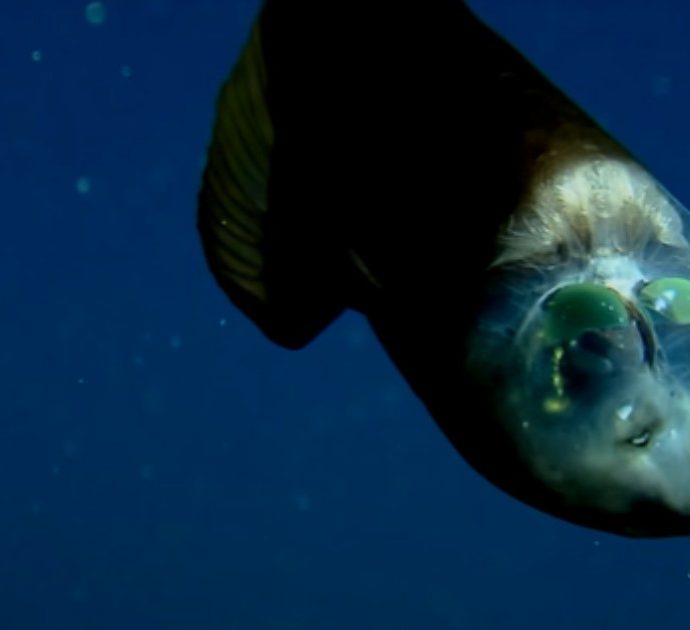 L’incredibile pesce filmato dai ricercatori nelle profondità degli abissi: le immagini