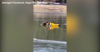 Copertina di Cervo bloccato su un lago ghiacciato: il difficile salvataggio in New Mexico – Video