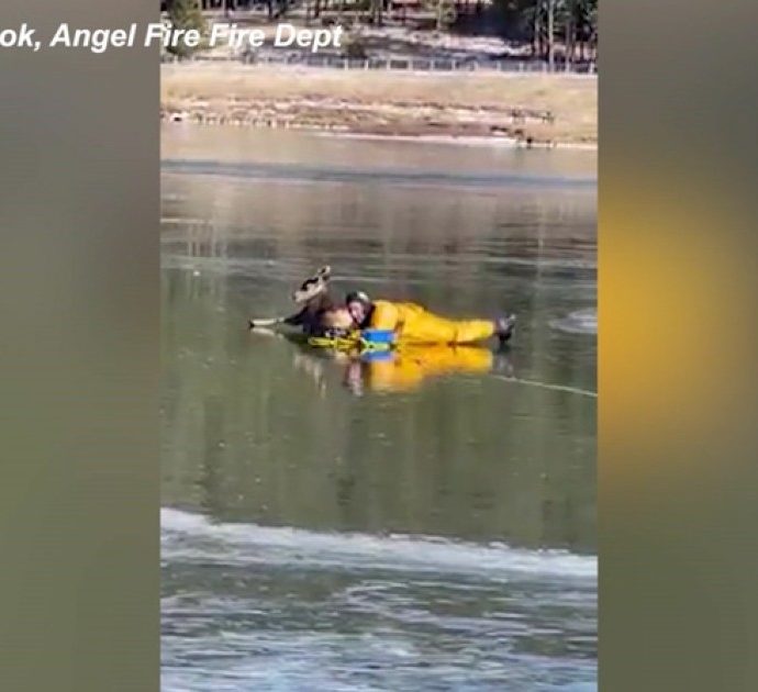 Cervo bloccato su un lago ghiacciato: il difficile salvataggio in New Mexico – Video