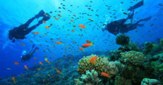 Copertina di Diving nel mondo: lo spettacolo è in fondo al mar