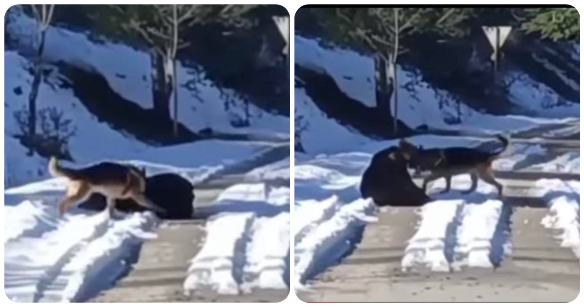 Juan Carrito, l’orso di Roccaraso è tornato. L’incontro ravvicinato con un pastore tedesco: il tenero video in cui giocano insieme nella neve