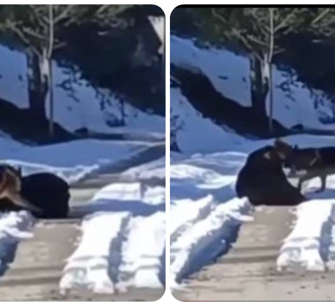 Juan Carrito, l’orso di Roccaraso è tornato. L’incontro ravvicinato con un pastore tedesco: il tenero video in cui giocano insieme nella neve