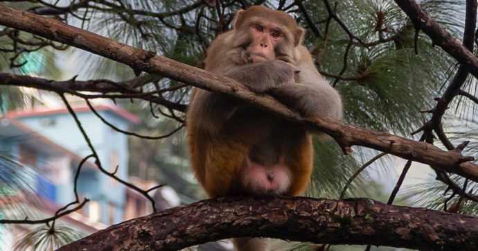 Scimmia rapisce un neonato nella notte e lo getta in un pozzo: il bimbo muore annegato