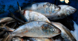 Copertina di Natale, sequestrate 170 tonnellate di pesce in 20 giorni. La Guardia costiera: 385 sanzioni e multe per 600mila euro