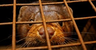 Copertina di Manovra, divieto di allevare e uccidere animali per ricavare pellicce: stop entro gennaio 2022