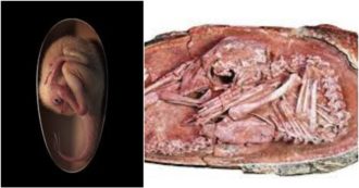 Copertina di Scoperto un embrione di dinosauro di 70 milioni di anni fa: “Baby Yingliang” è rannicchiato all’interno di un uovo – VIDEO