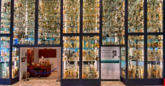 Copertina di La Stazione zoologica Anton Dohrn di Napoli punta sull’evoluzione in mare: io c’ero e vi spiego il perché di questa scelta