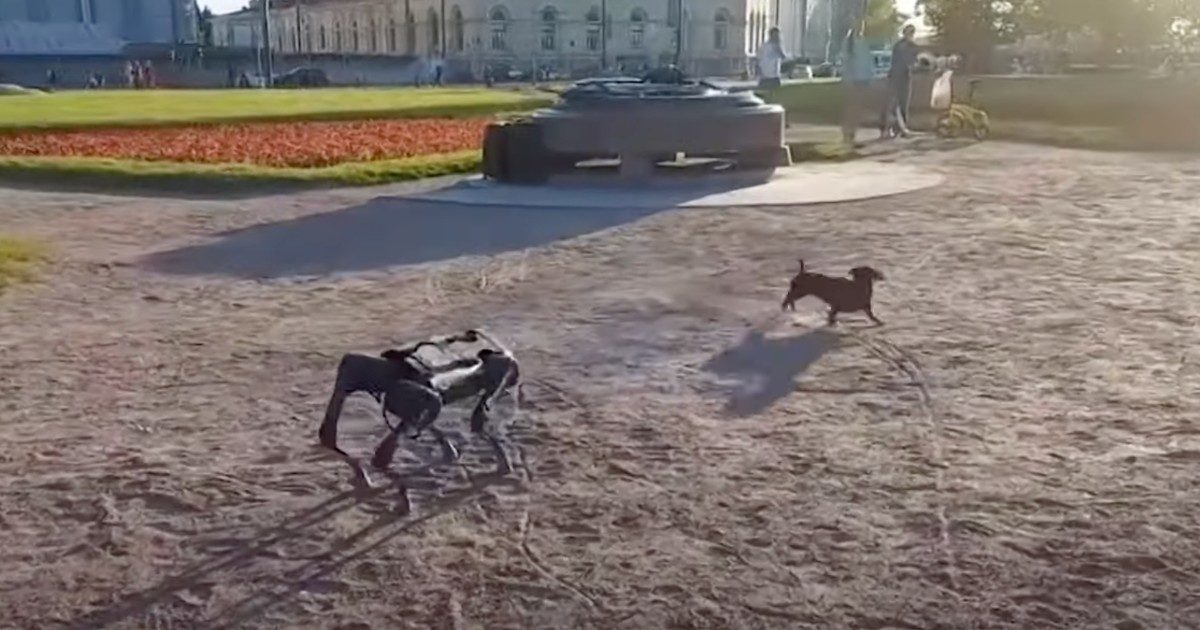 La lite tra un cane-robot e un bassotto è impressionante e fa riflettere: è questo il futuro che ci attende?