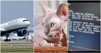 Copertina di Allatta un gattino a bordo di un aereo, assistente di volo se ne accorge e lancia l’allarme: “Era avvolto in una coperta, sembrava un bambino”