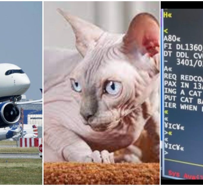 Allatta un gattino a bordo di un aereo, assistente di volo se ne accorge e lancia l’allarme: “Era avvolto in una coperta, sembrava un bambino”