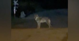 Copertina di Un lupo selvatico avvistato mentre si aggira in un’area urbana. Il video ripreso da un automobilista