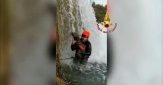 Copertina di Pistoia, cagnolino resta bloccato sotto una cascata per giorni: salvato dai Vigili del fuoco – Video