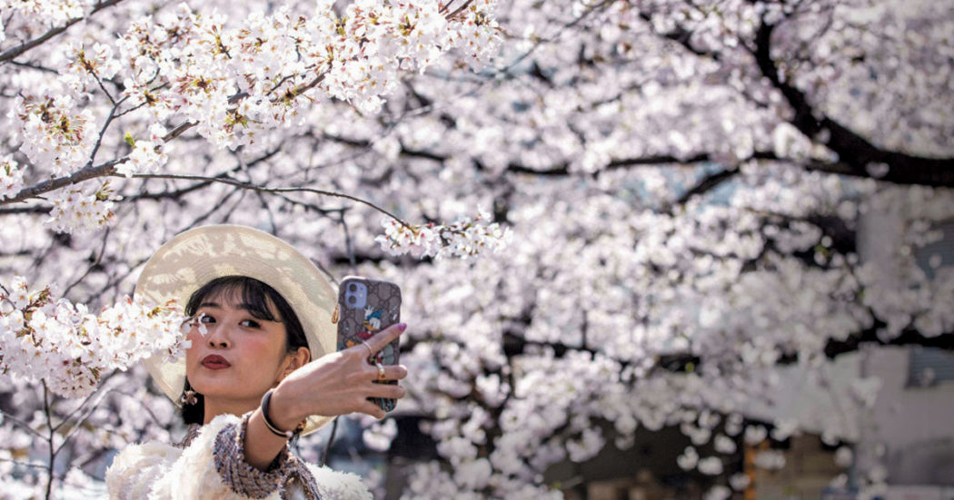 okyo, 26 marzo, selfie tra i ciliegi. Quest’anno la fioritura primaverile è avvenuta in Giappone con un anticipo mai registrato prima
foto:BEHROUZ MEHRI / getty images