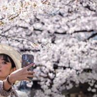 okyo, 26 marzo, selfie tra i ciliegi. Quest’anno la fioritura primaverile è avvenuta in Giappone con un anticipo mai registrato prima
foto:BEHROUZ MEHRI / getty images
