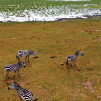 Tanzania, 29 ottobre. Zebre alle falde del Kilimangiaro, il monte più alto dell’Africa. Sullo sfondo, quel che resta di una grandinata
foto:  Andrew Wasike / getty images